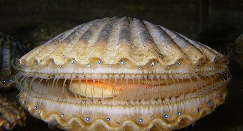 Atlantic bay scallop